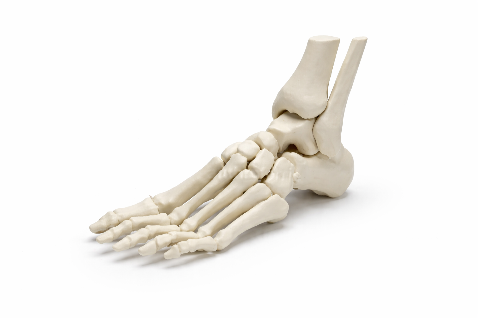 Educacional - Ossos - Pé Esquerdo